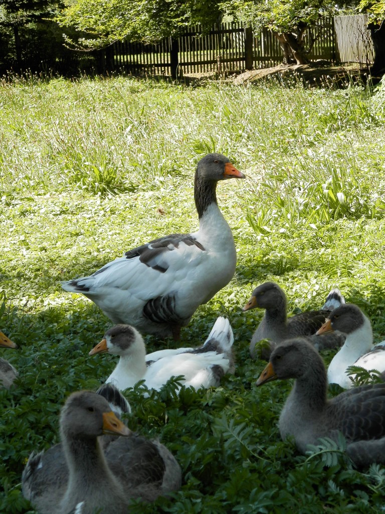 Foto: Gänse